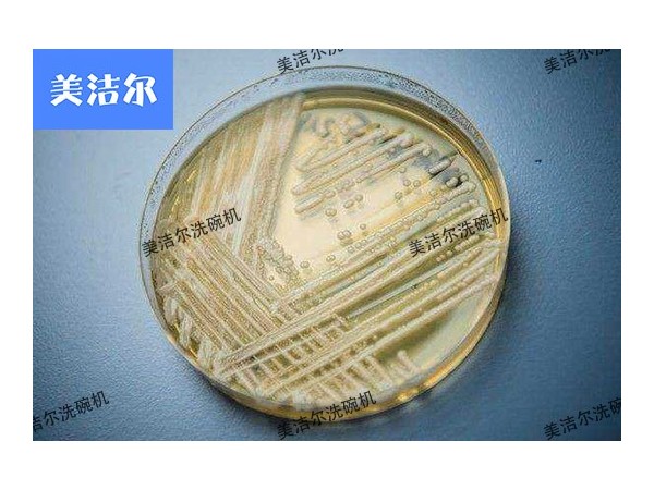超級真菌大爆發，還不快用高溫消毒長龍洗碗機！